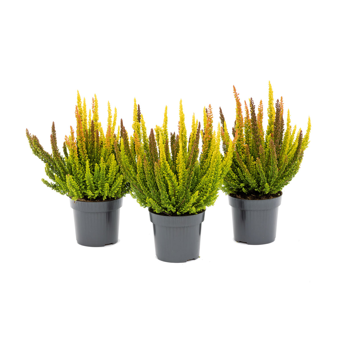 Plantiflor Knospenblüherheide Calluna Beauty Ladies Topf-⌀ 6 cm