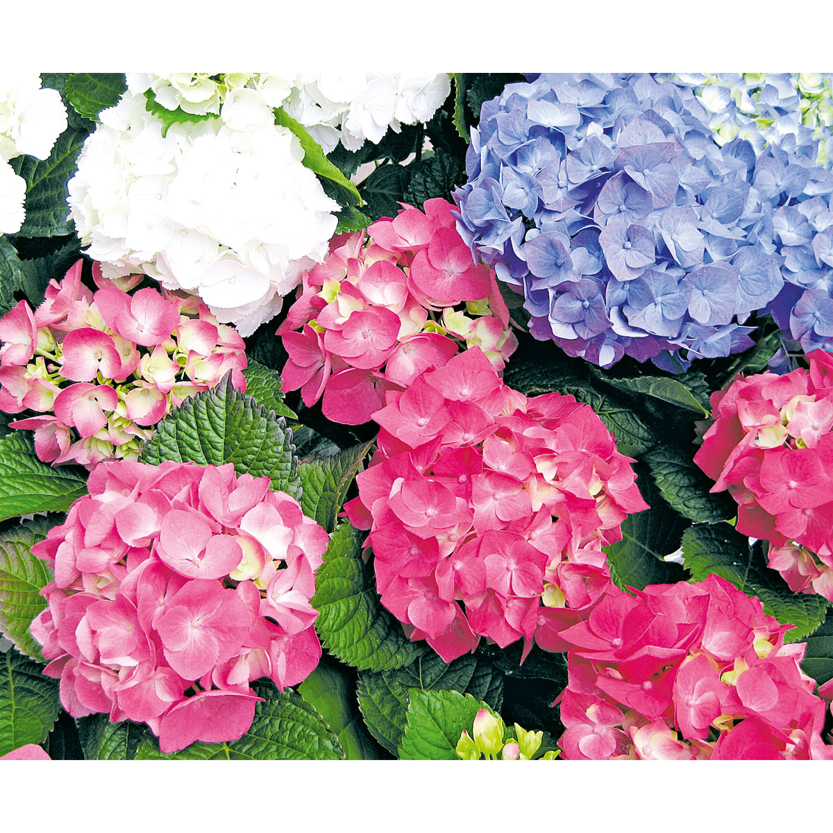 Plantiflor  Bauernhortensien versch Farben Topf Durchmesser 20 cm Bild 5