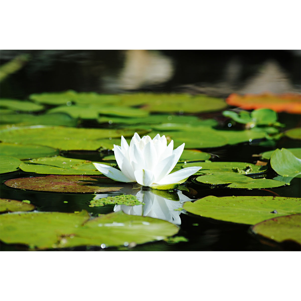 Plantiflor  Seerose verschiedene Sorten Topf Durchmesser 11 cm