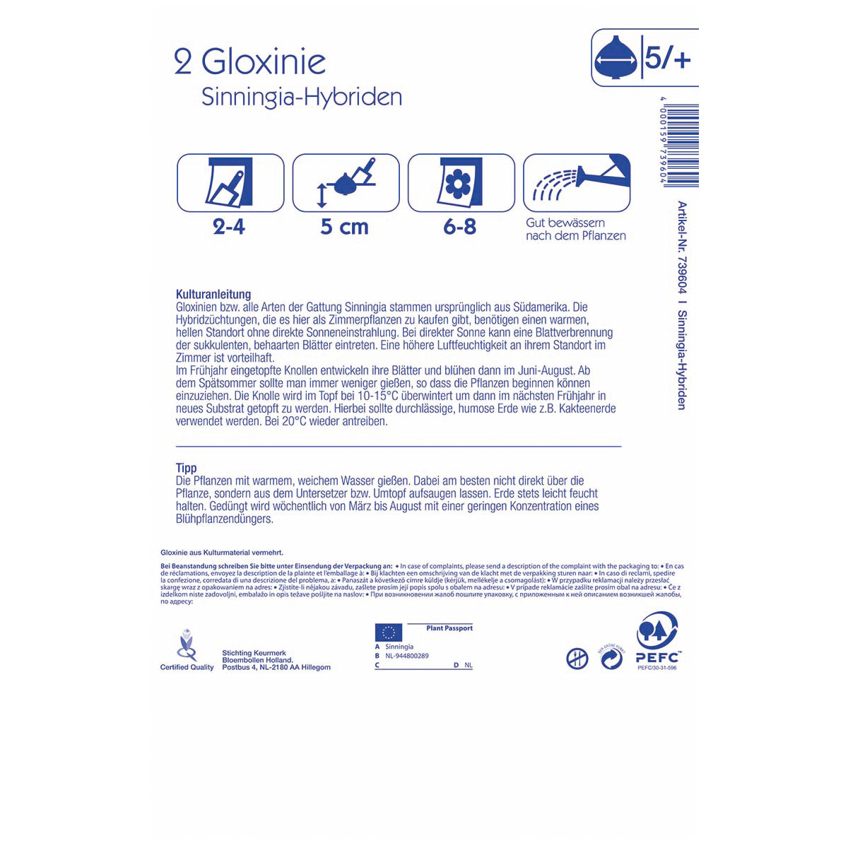 Kiepenkerl Gloxinie Hollywood Größe 5+ 2 Stück Bild 2