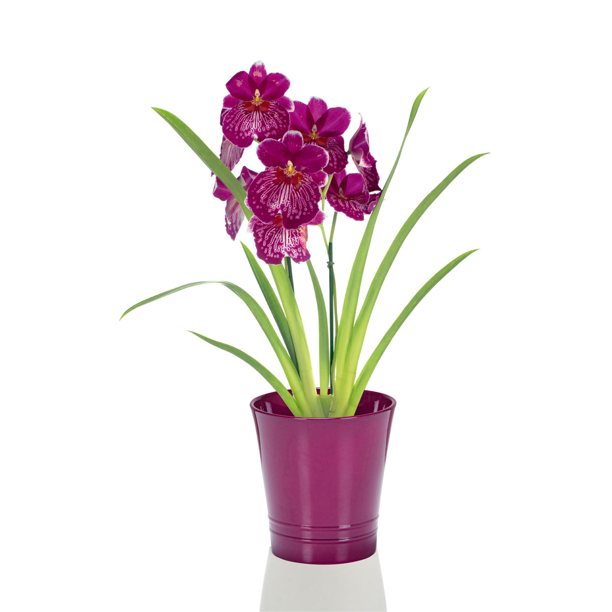 Plantiflor  Orchideen-Mix Topf Durchmesser 9 cm Bild 2