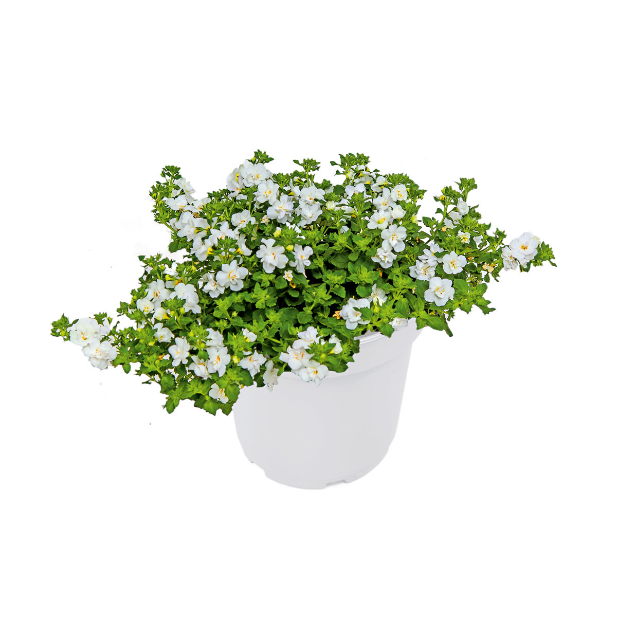 Plantiflor  Schneeflockenblume T13