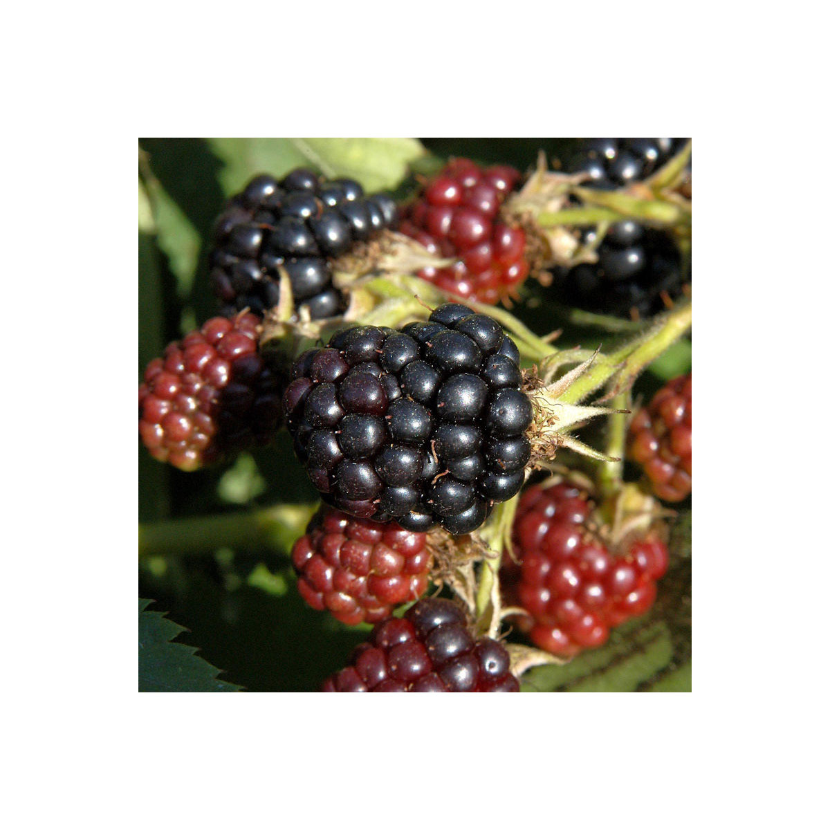 42+ Brombeere Pflanzen Black Cascade, 4,5/5         (6.203)