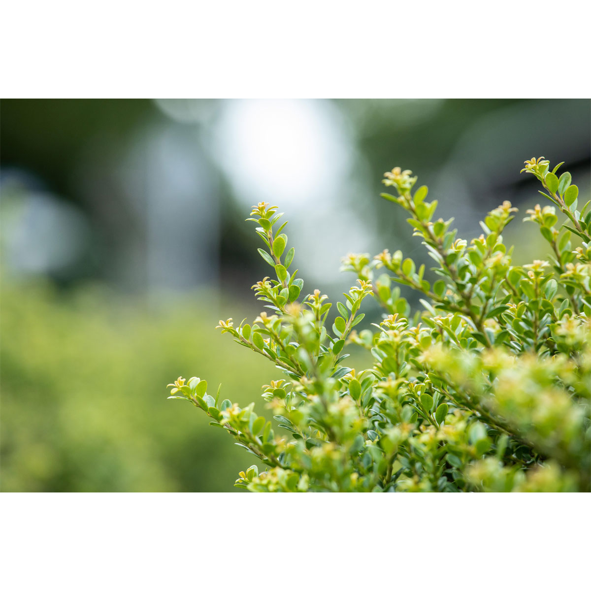 Plantiflor Berg-Ilex Glorie Dwarf Topf Durchmesser 15 cm