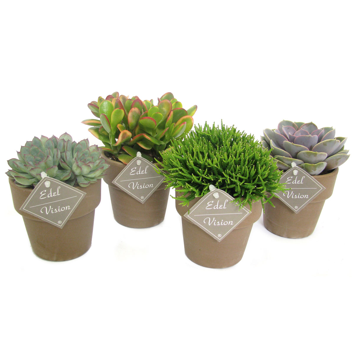 Plantiflor  ZKAK Succulenten Mix T10 braune Keramik