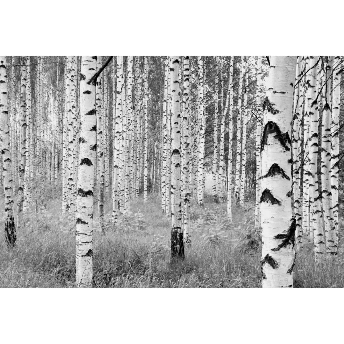 Komar Vlies-Fototapete Woods 4-teilig 368 x 248 cm