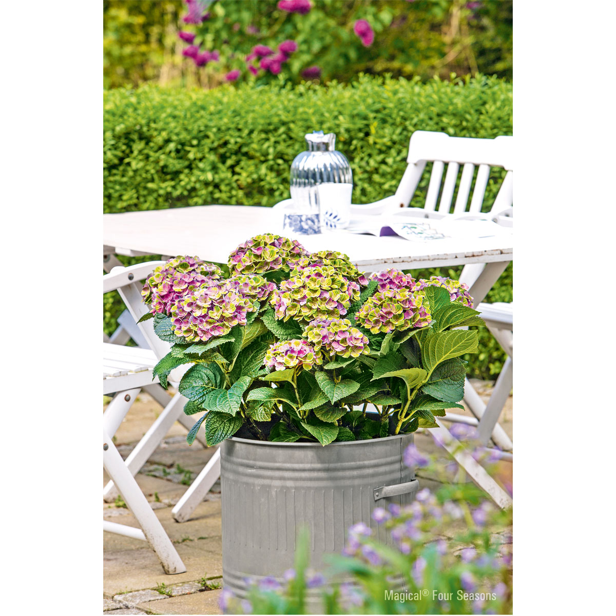 Plantiflor  Hortensie Magical Four Seasons Topf Durchmesser 23 cm Bild 2