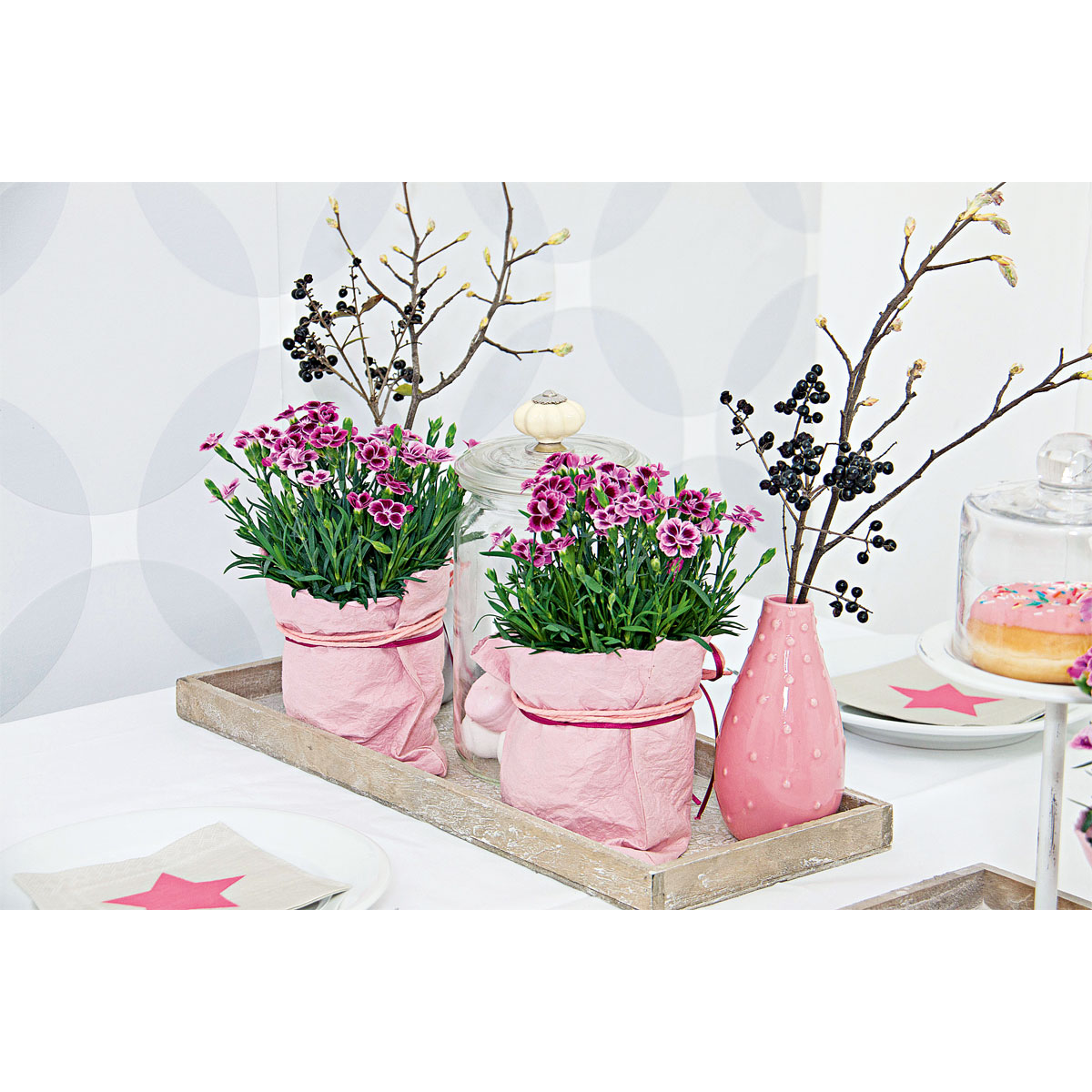 Plantiflor  Prinzess-Nelke Pink Kisses Topf- Durchmesser 12 cm Bild 7