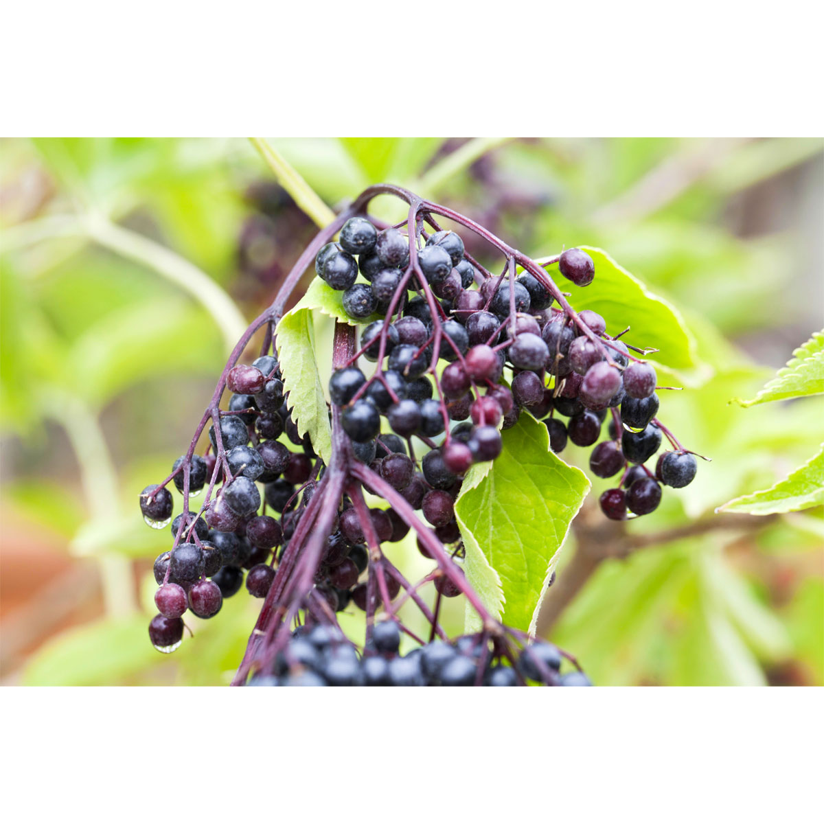 Plantiflor  Schwarzer Holunder Haschberg Topf Durchmesser 23 cm