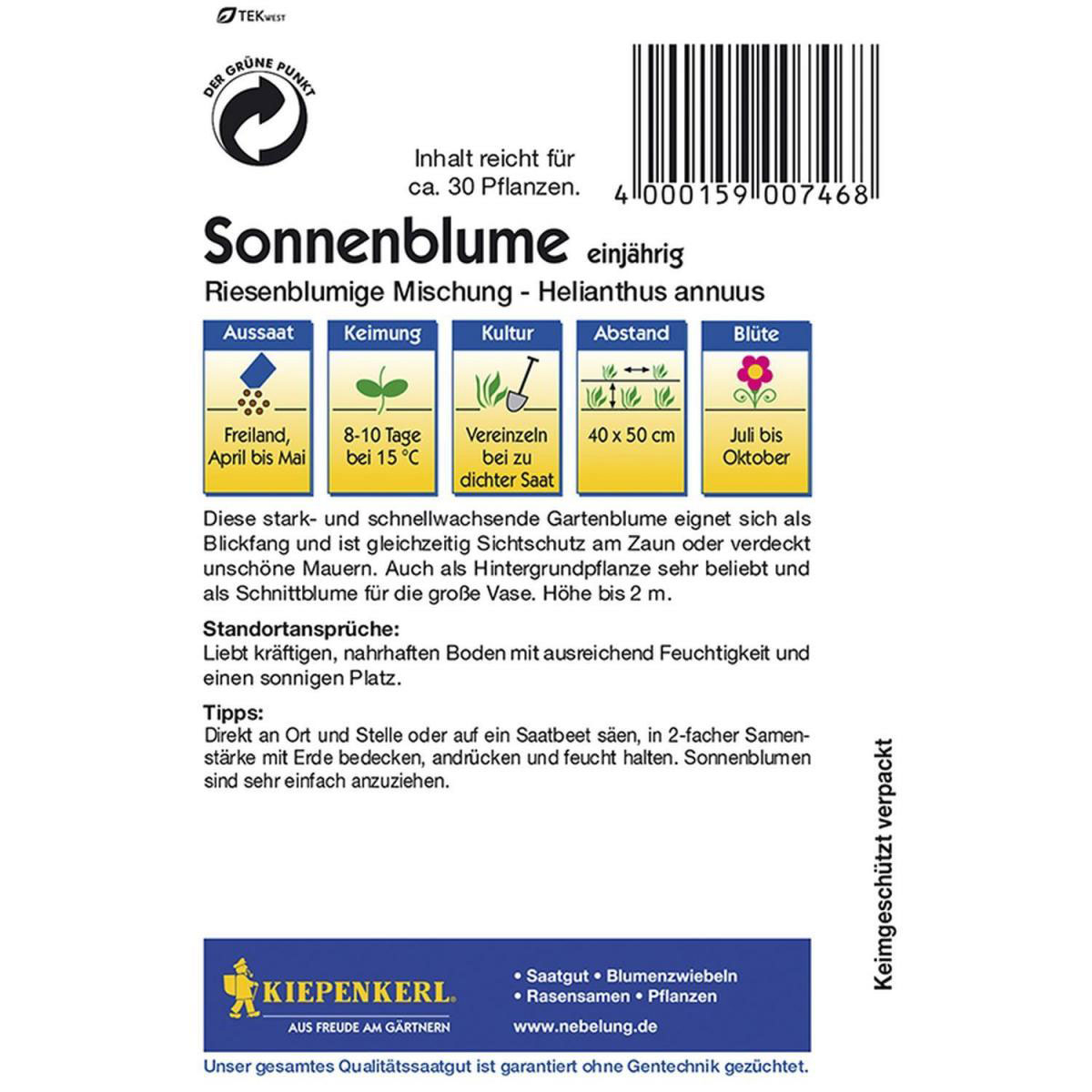 Kiepenkerl Sonnenblumen Helianthus riesenblütig Bild 2