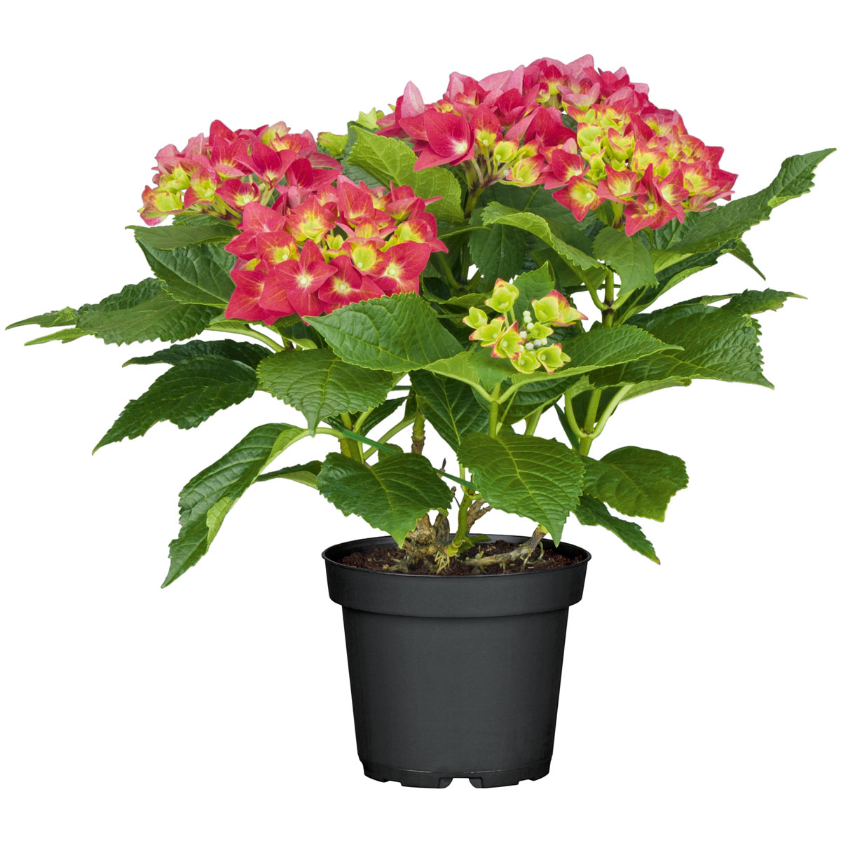 Plantiflor  Gartenhortensie Macrophylla Topf- Durchmesser 17 cm