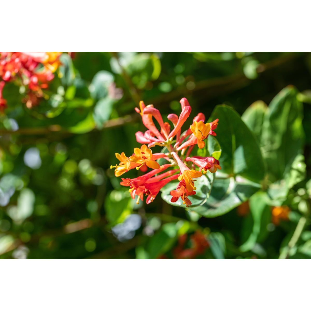 Plantiflor Rote Geißschlinge Topf Durchmesser 17 cm Plantiflor Rote Geißschlinge Topf Durchmesser 17 cm