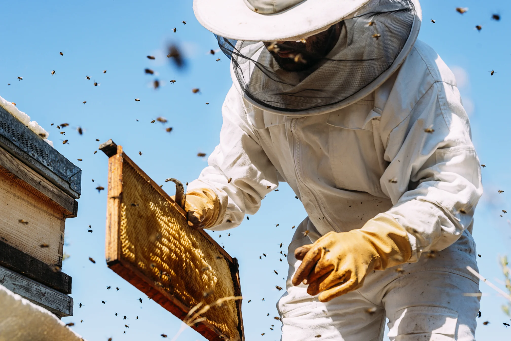 Ein Mann mit Imker Schutzausrüstung arbeitet an seinen Bienen