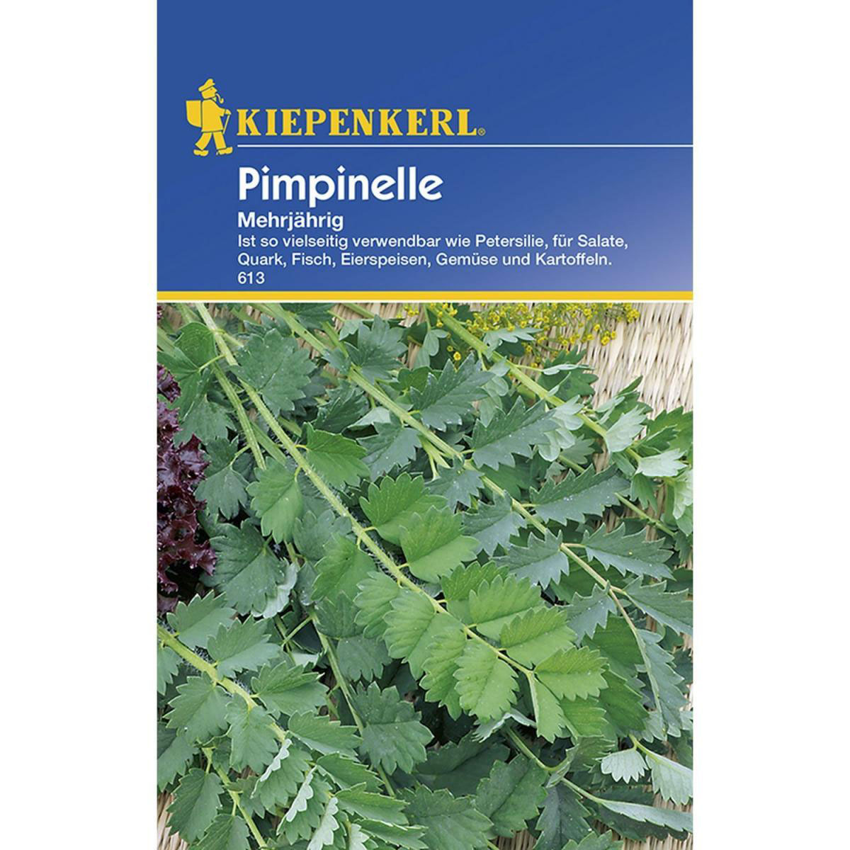 Kiepenkerl Pimpinelle mehrjährig