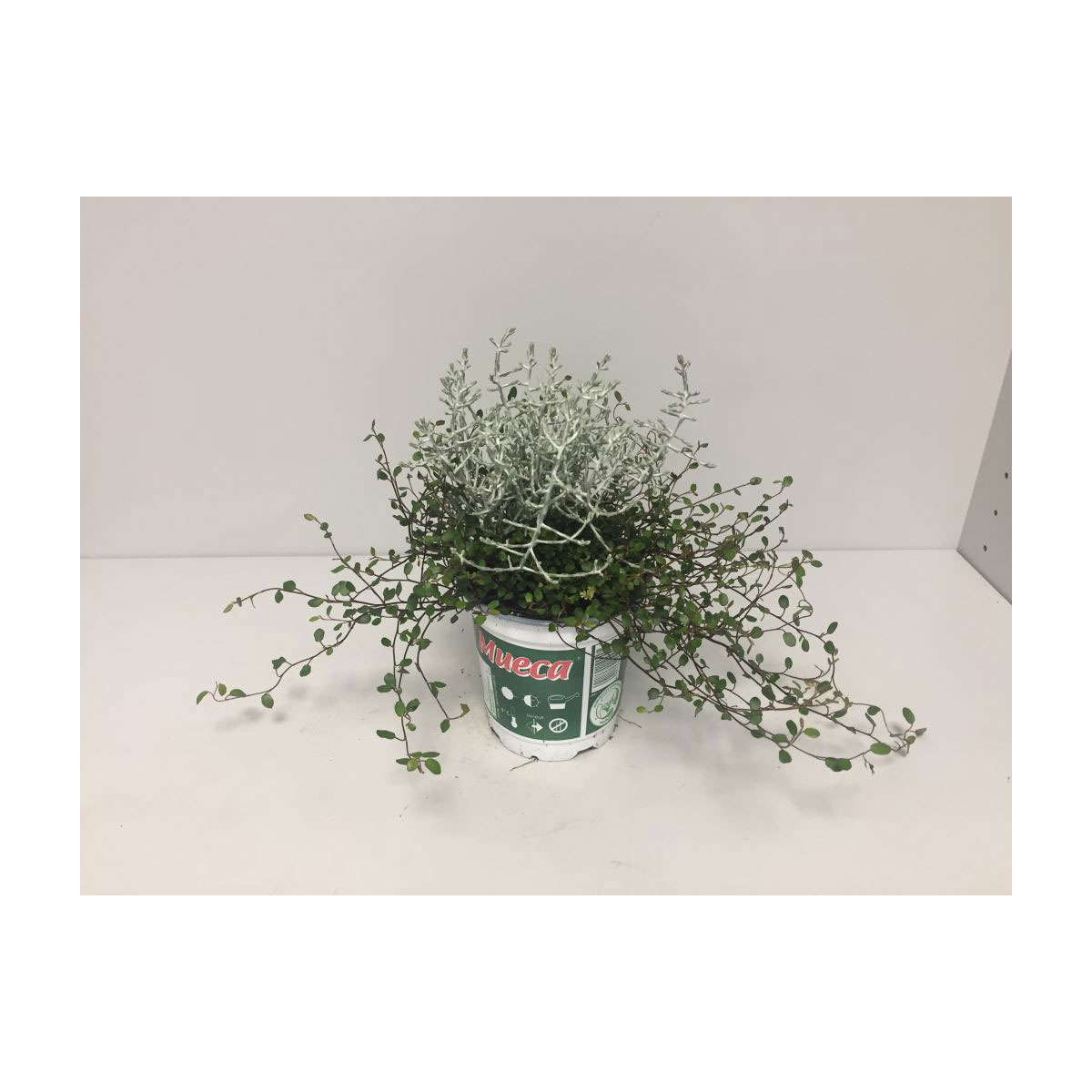 Plantiflor  Stacheldrahtpflanze Durchmesser 12 cm