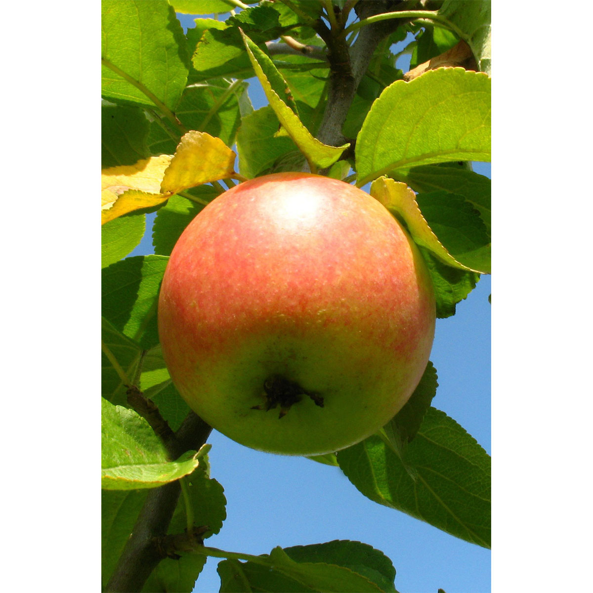 Plantiflor  BIO-Apfel 'Cox Orange Renette'