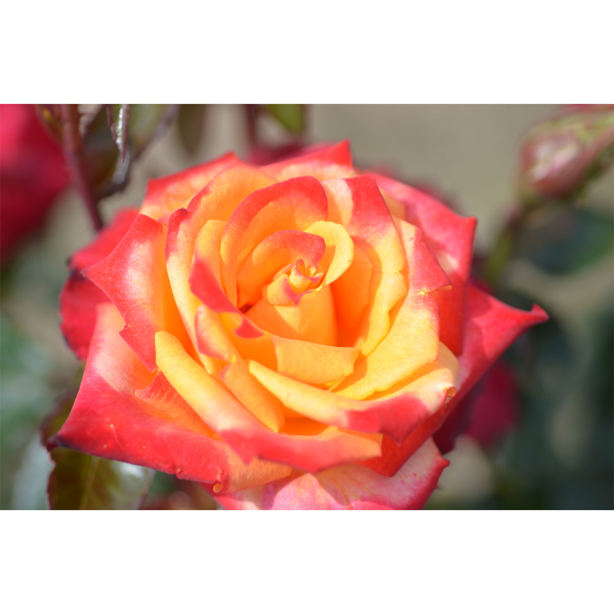 Plantiflor  Edelrose Zweifarbig Topf Durchmesser 23 cm