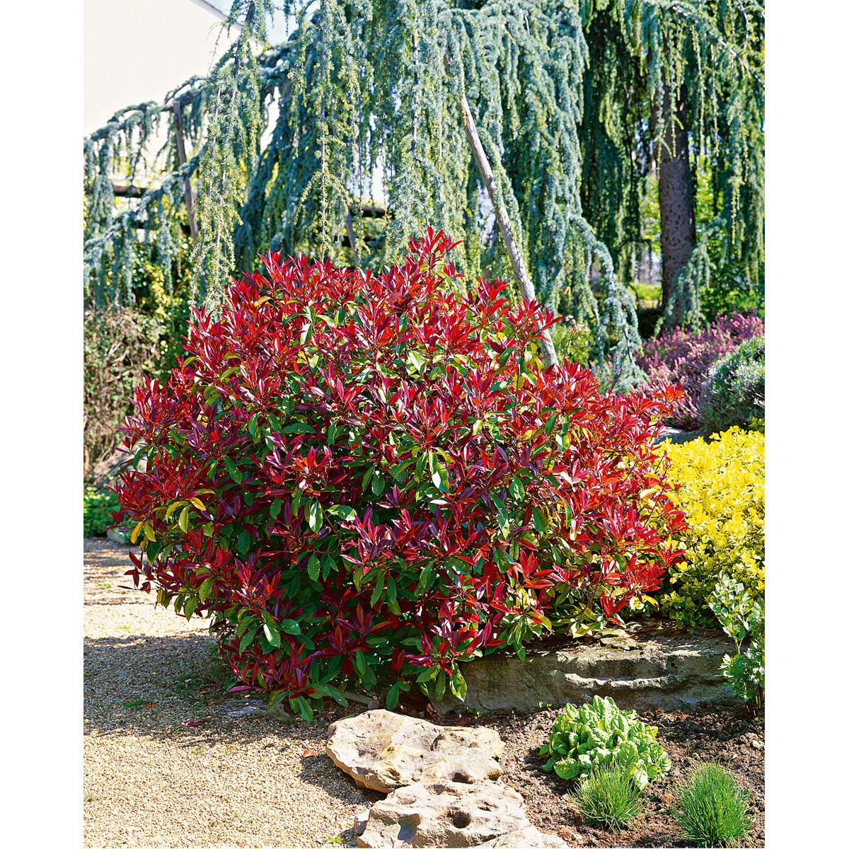 Plantiflor  Glanzmispel Carré Rouge Topf Durchmesser 17 cm Bild 2