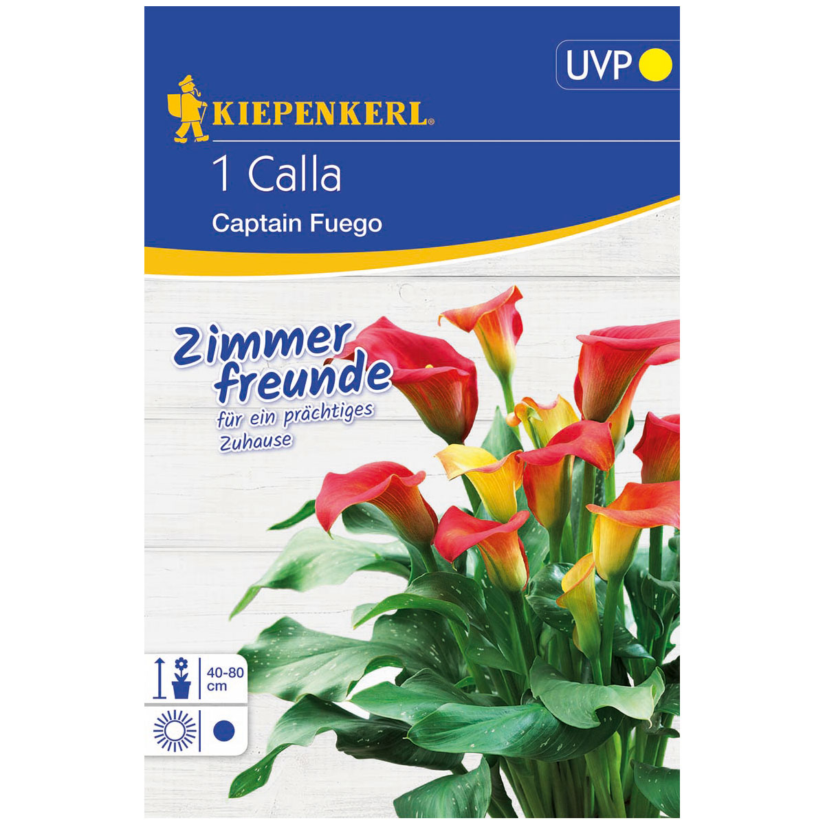 Kiepenkerl Calla Captain Fuego Größe 14+ 1 Stück Bild 1