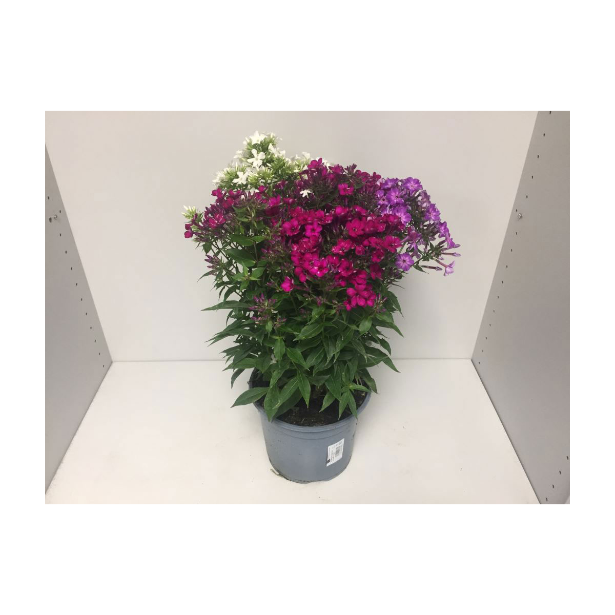 Plantiflor  Flammenblume 3-farbig Lila