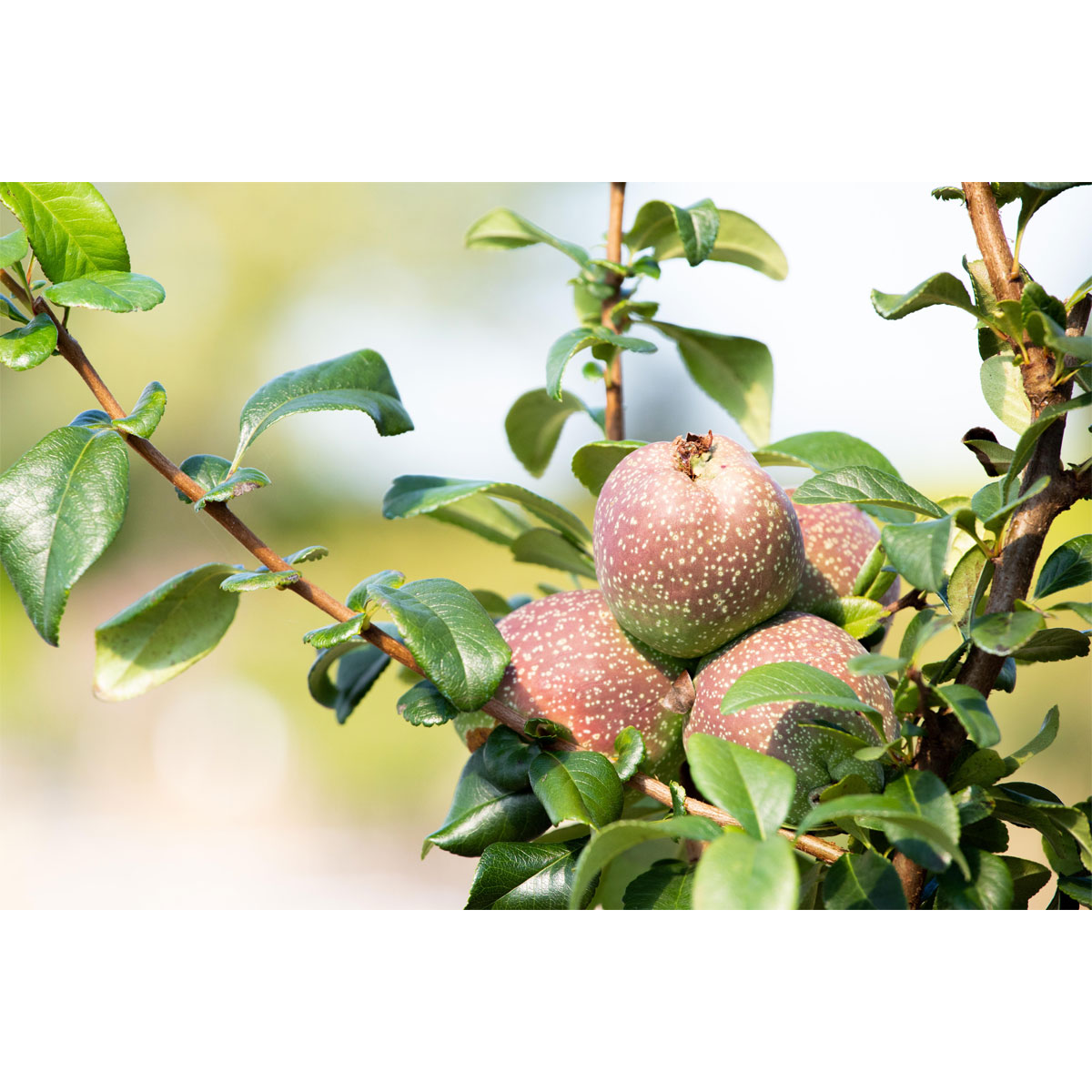 Plantiflor Zierquitte Friesdorfer Typ Topf Durchmesser 19 cm