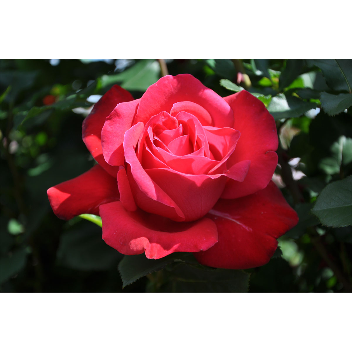 Plantiflor  Edel-Duftrose rot Topf 23 cm Bild 4