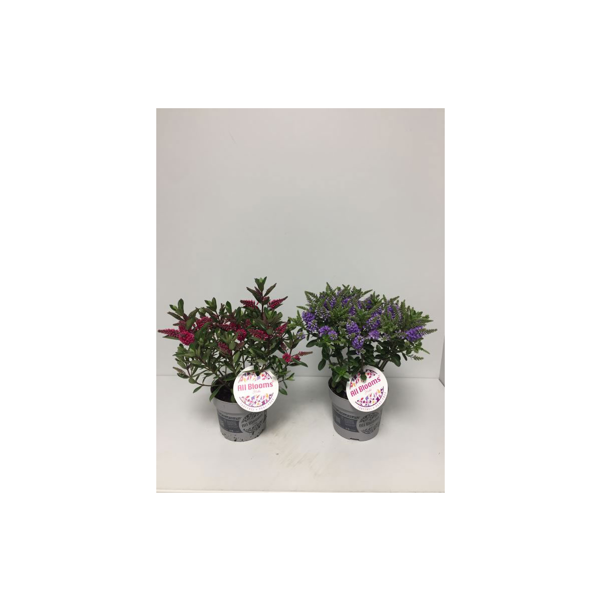 Plantiflor  Hebe All Blooms verschiedene Farben T12 Plantiflor  Hebe All Blooms verschiedene Farben T12