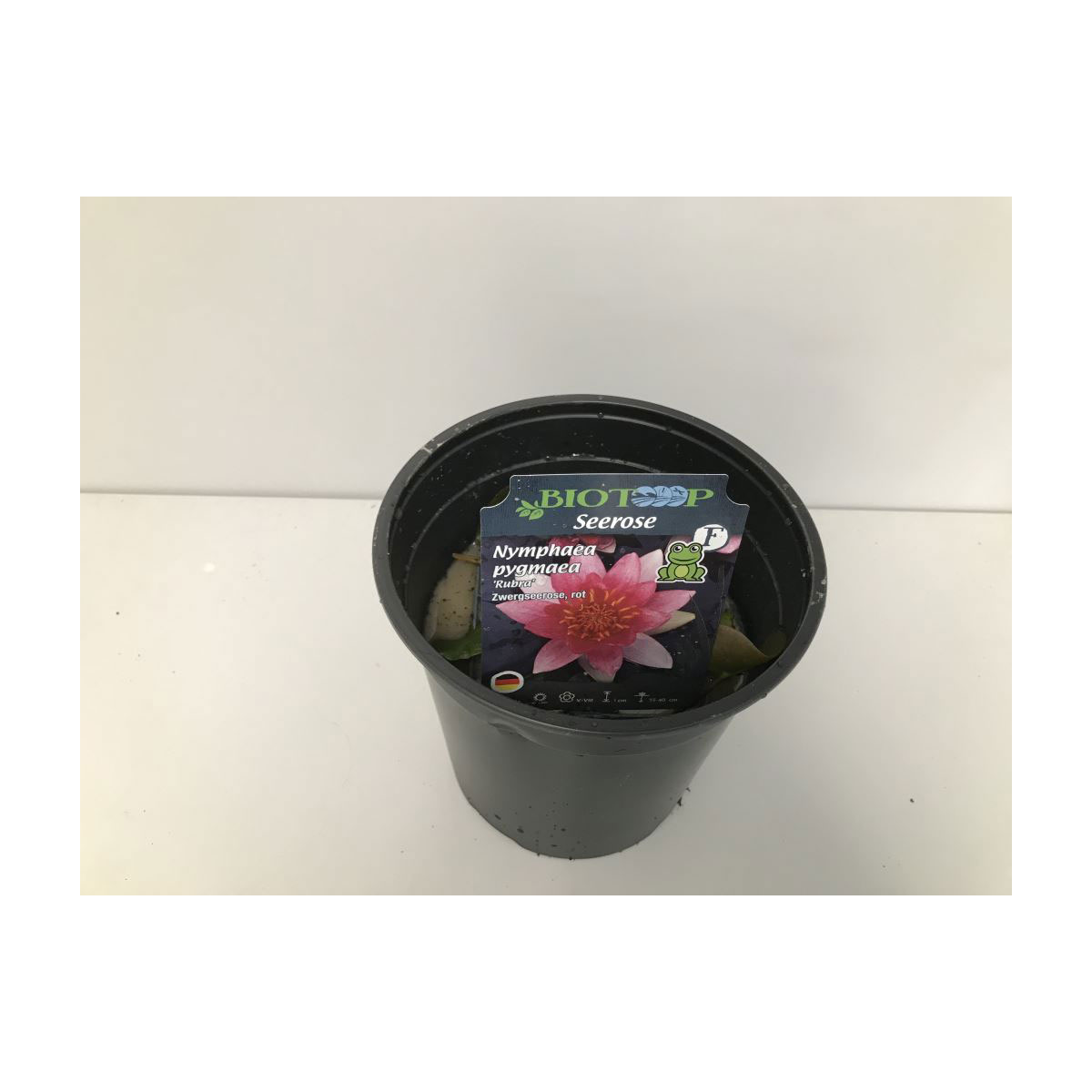 Plantiflor  Zwergseerose Rubra Topf Durchmesser 11 cm