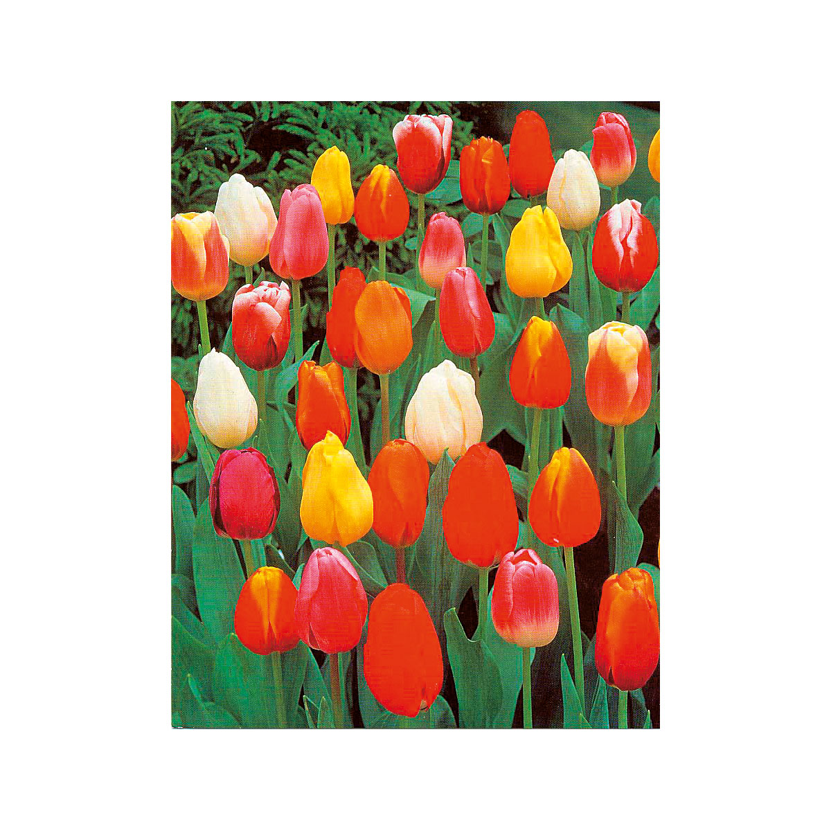Plantiflor Tulpen Topf Durchmesser 10,5 cm Bild 2