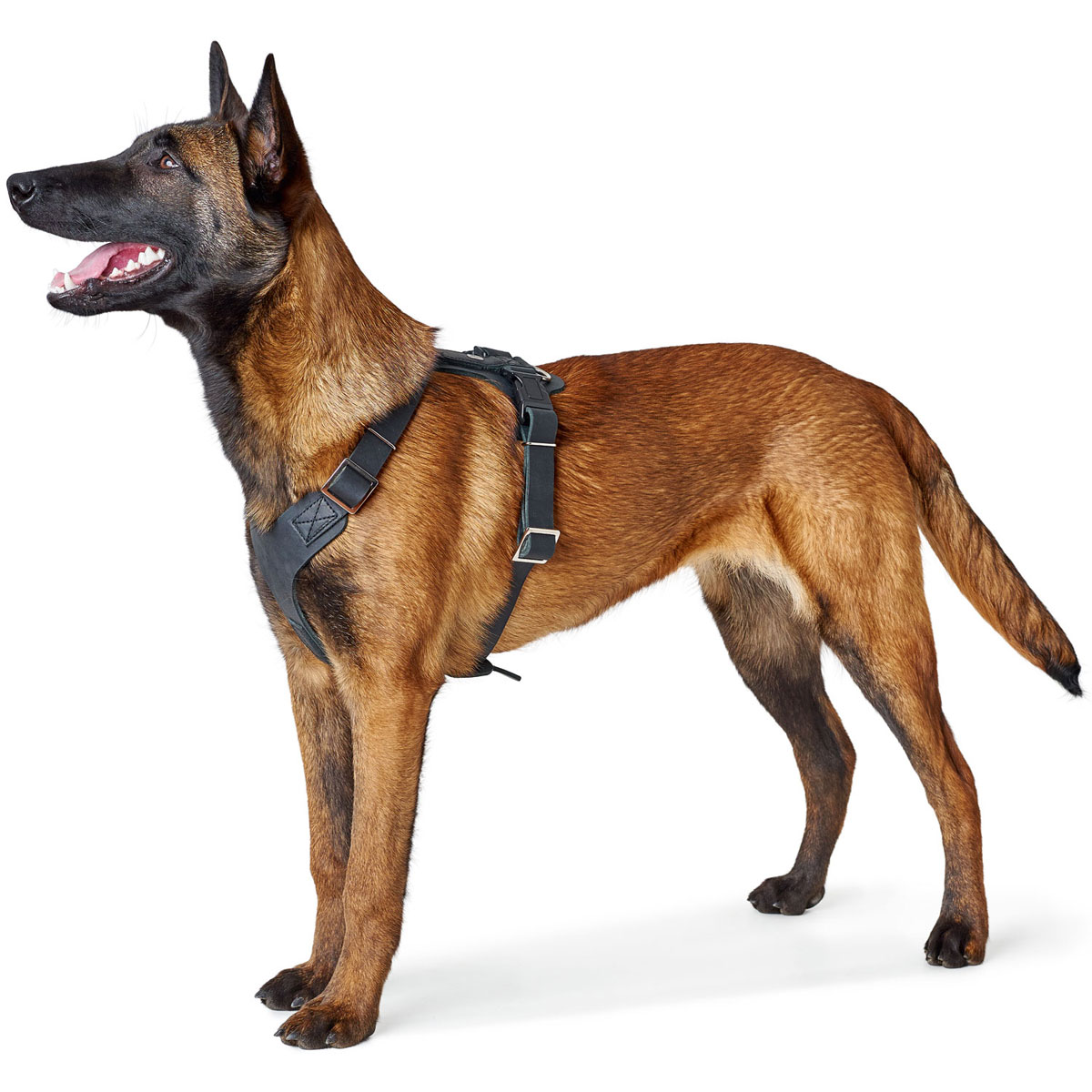 Hunter Hundegeschirr Aalborg schwarz Größe S-M Bild 2