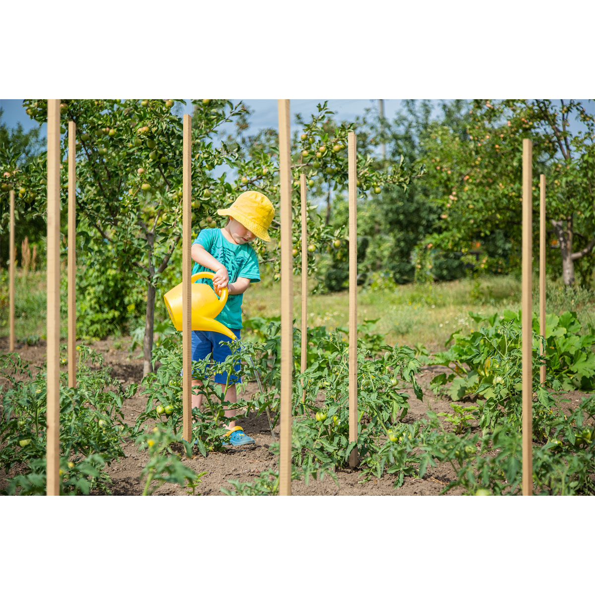 Pflanzstab gespitzt Robinie 25x25x2000mm