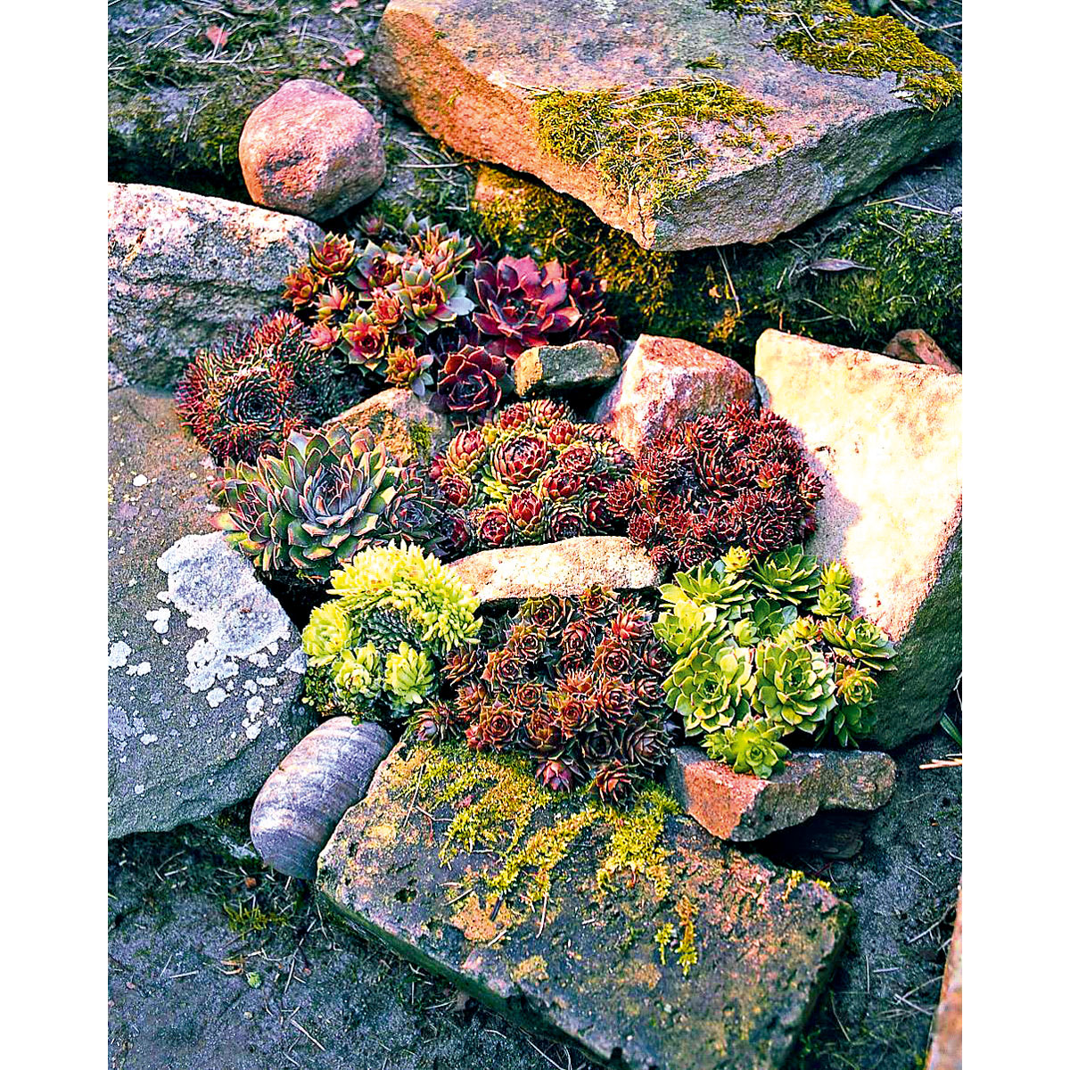 Plantiflor  Hauswurz Topf-Ø 9 cm 6er-Pack  Bild 3