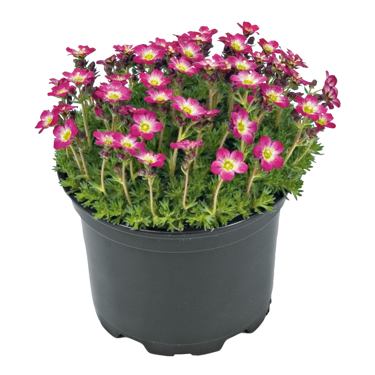 Plantiflor  Frühlingsstauden Topf Durchmesser 11 cm