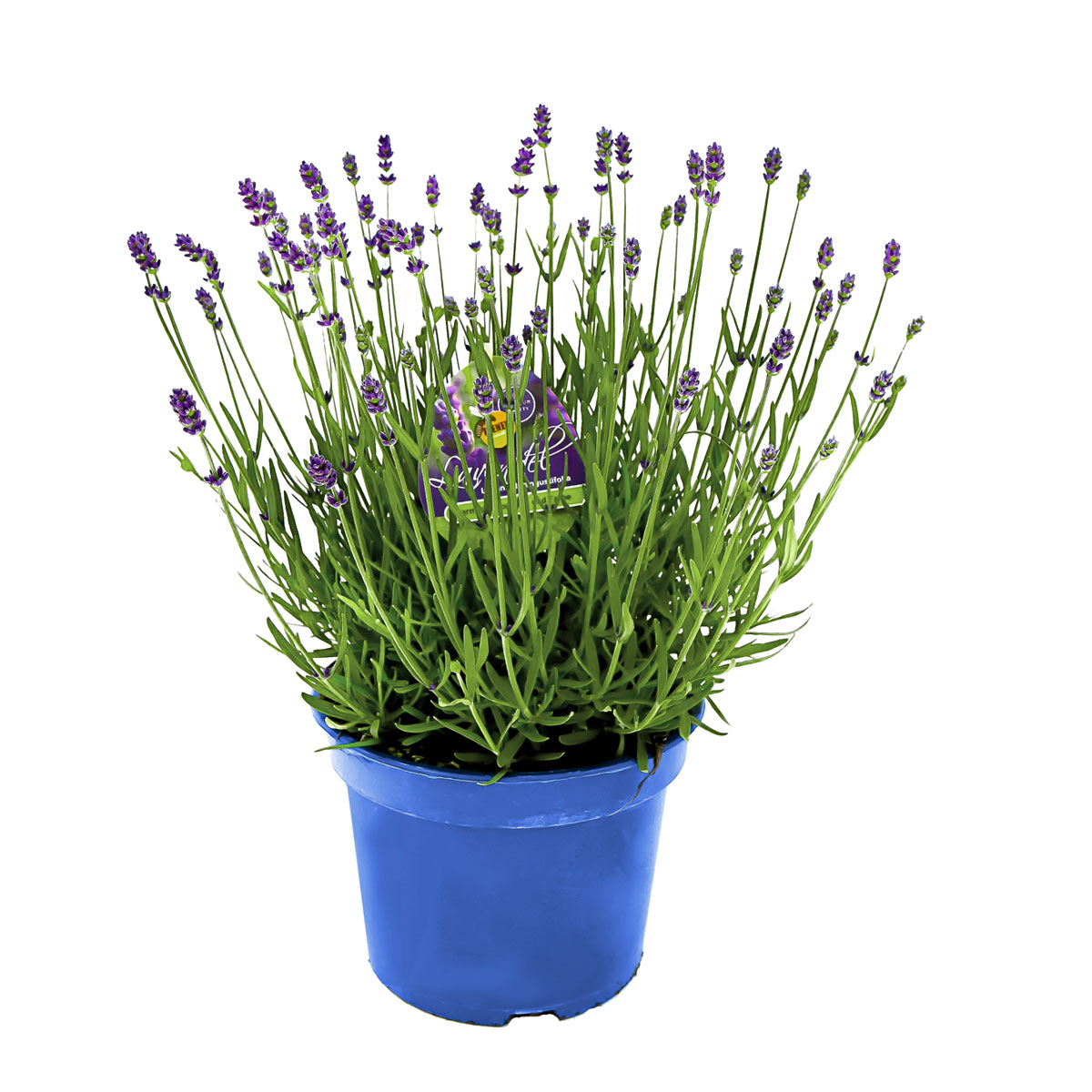 Plantiflor  Lavendel blaue Blüten Topf Durchmesser 17 cm