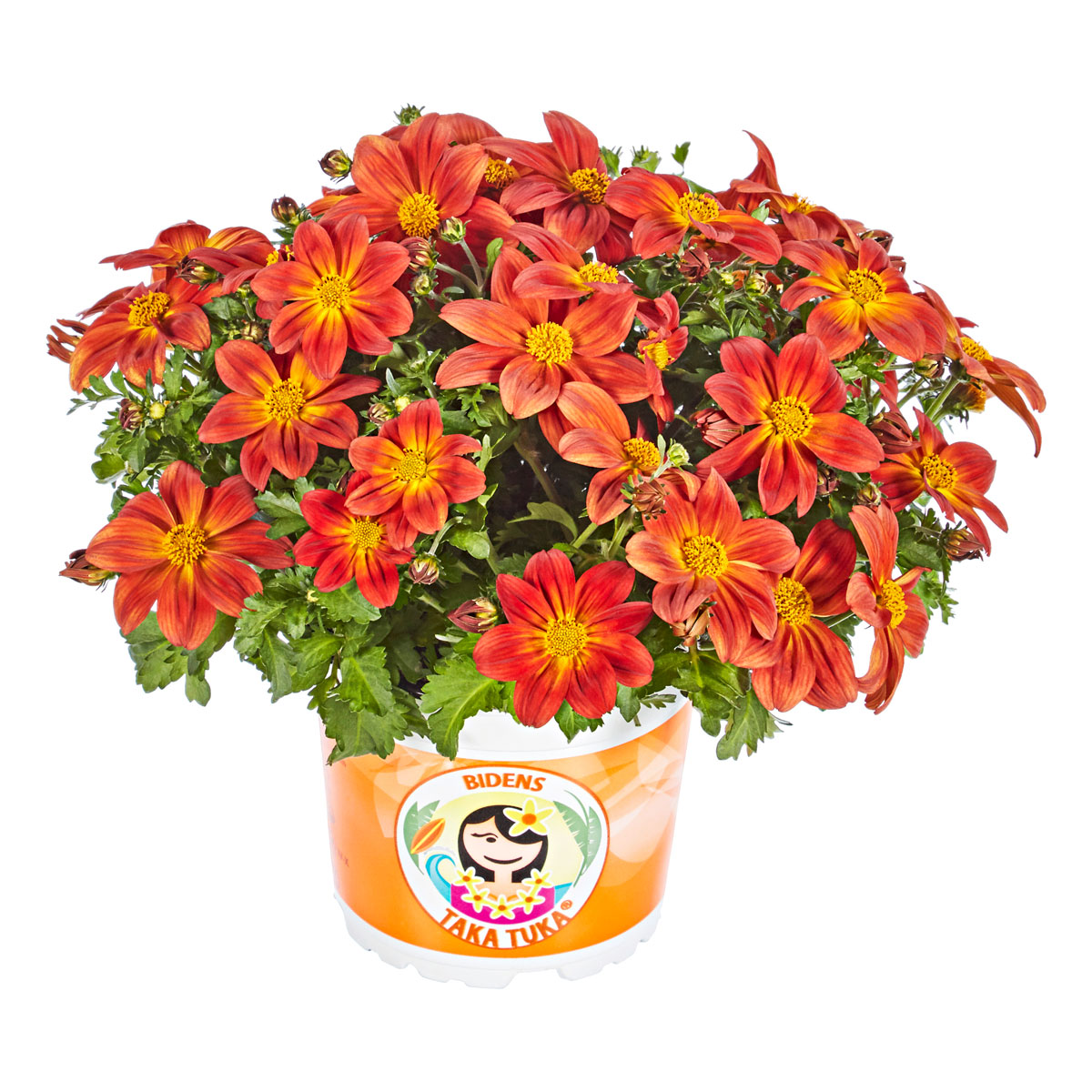 Plantiflor  Goldmarie Taka Tuka Topf Durchmesser 12 cm