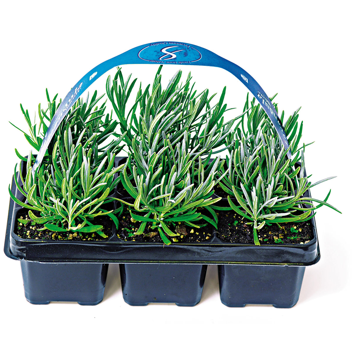 Plantiflor Echter Lavendel 6er-Pack