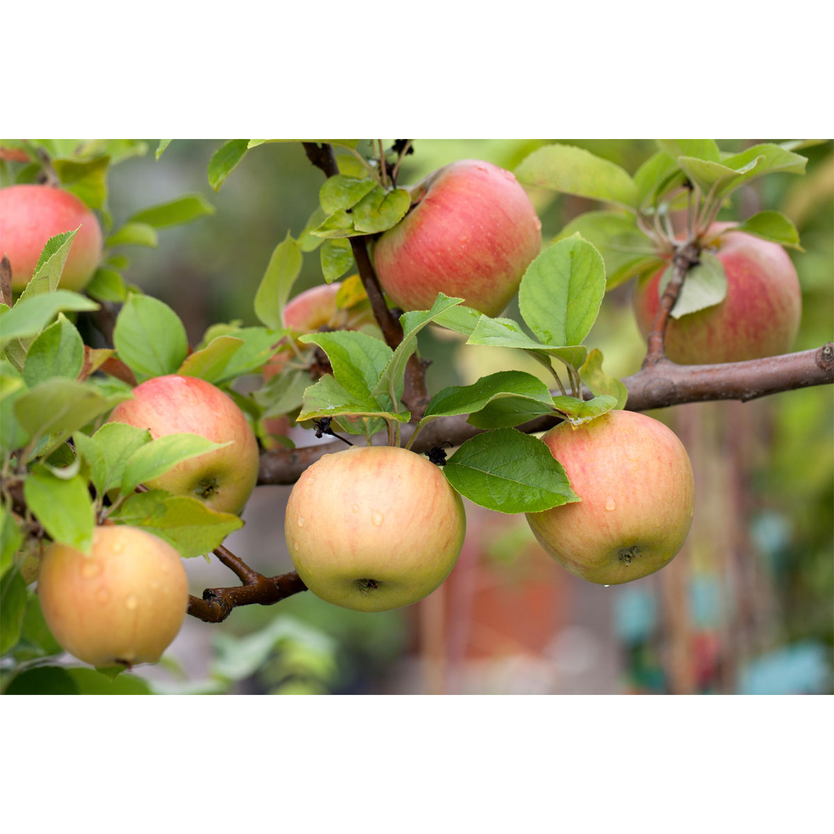 Plantiflor  BIO-Apfel 'Goldparmäne'