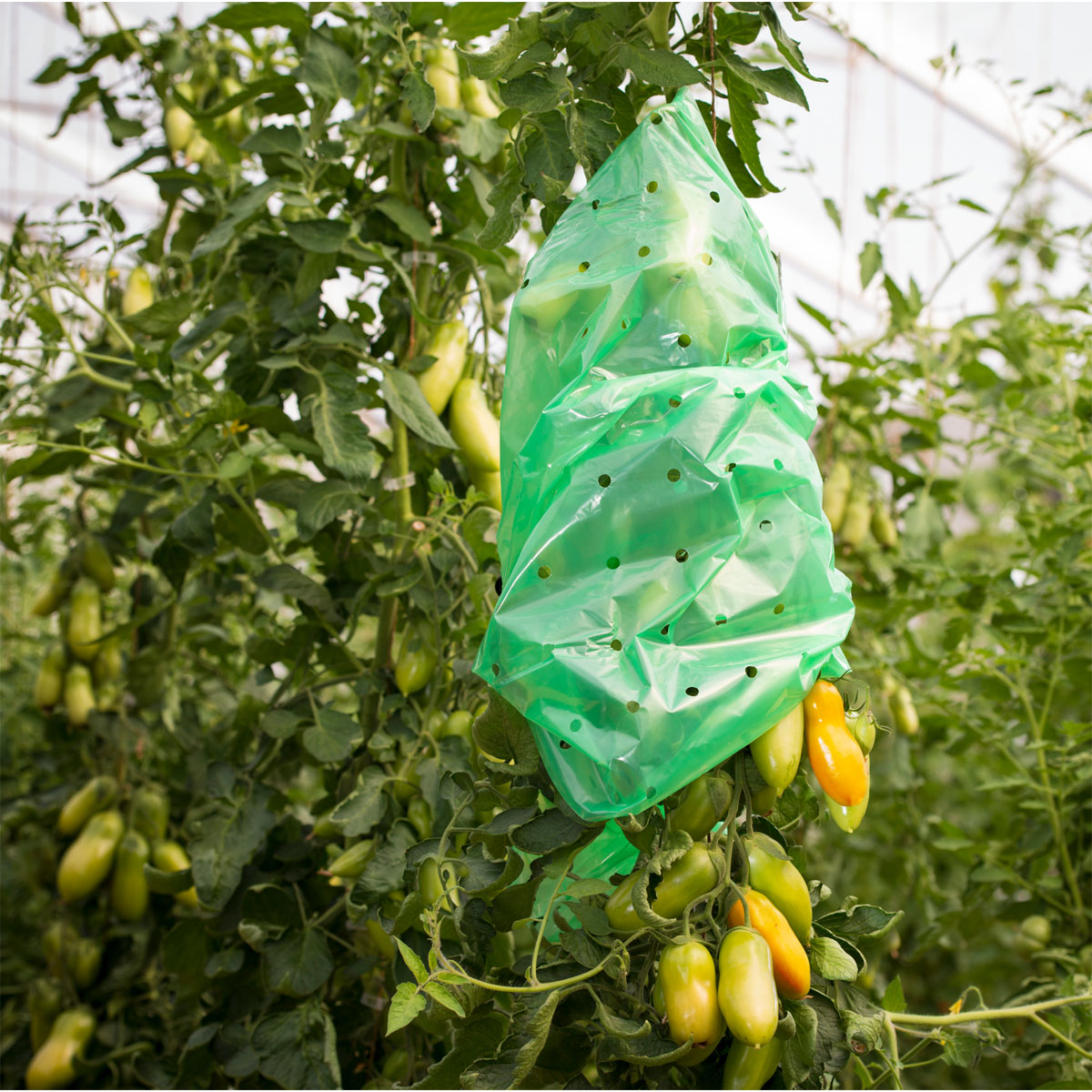 Windhager Tomaten-Folien-Schlauch Strong 10x0,75 m