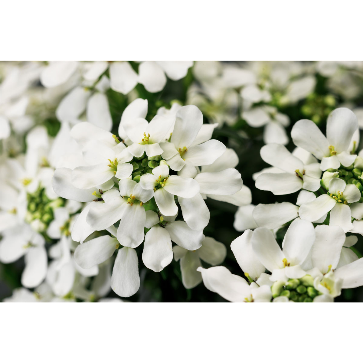 Plantiflor  Steingartenstauden im Topf Durchmesser 13 cm Bild 2