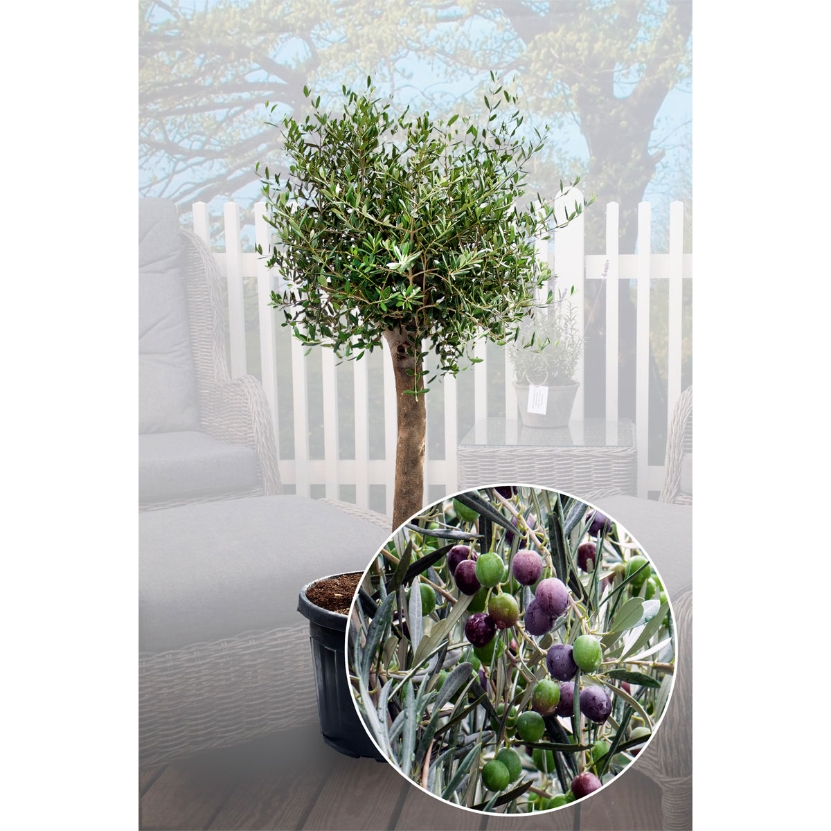 Plantiflor  Oliven-Stamm im Topf Durchmesser 15 cm Bild 4