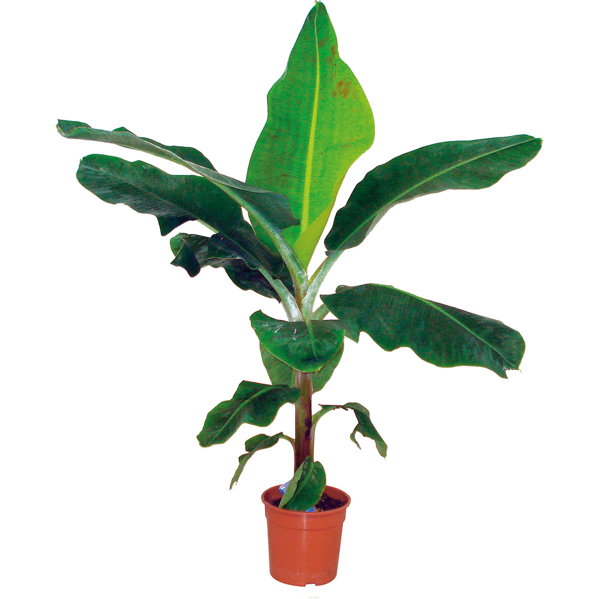 Plantiflor  Zimmer-Banane Topf Durchmesser 21 cm Plantiflor  Zimmer-Banane Topf Durchmesser 21 cm
