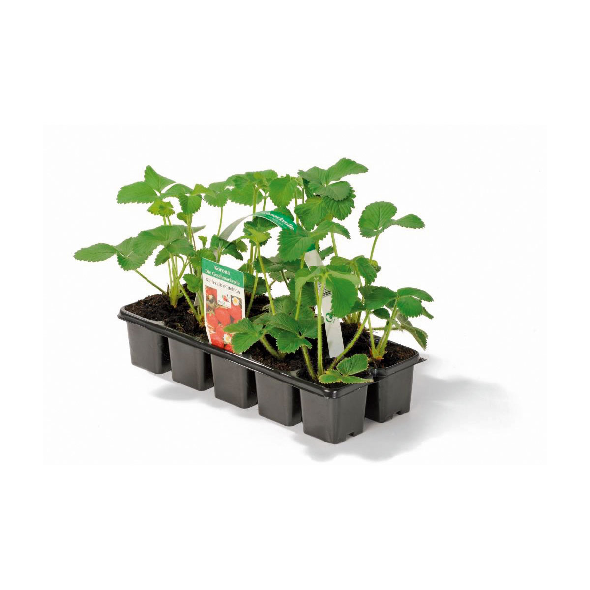 Plantiflor  Erdbeeren verschiedene Sorten 10er-Pack Bild 2