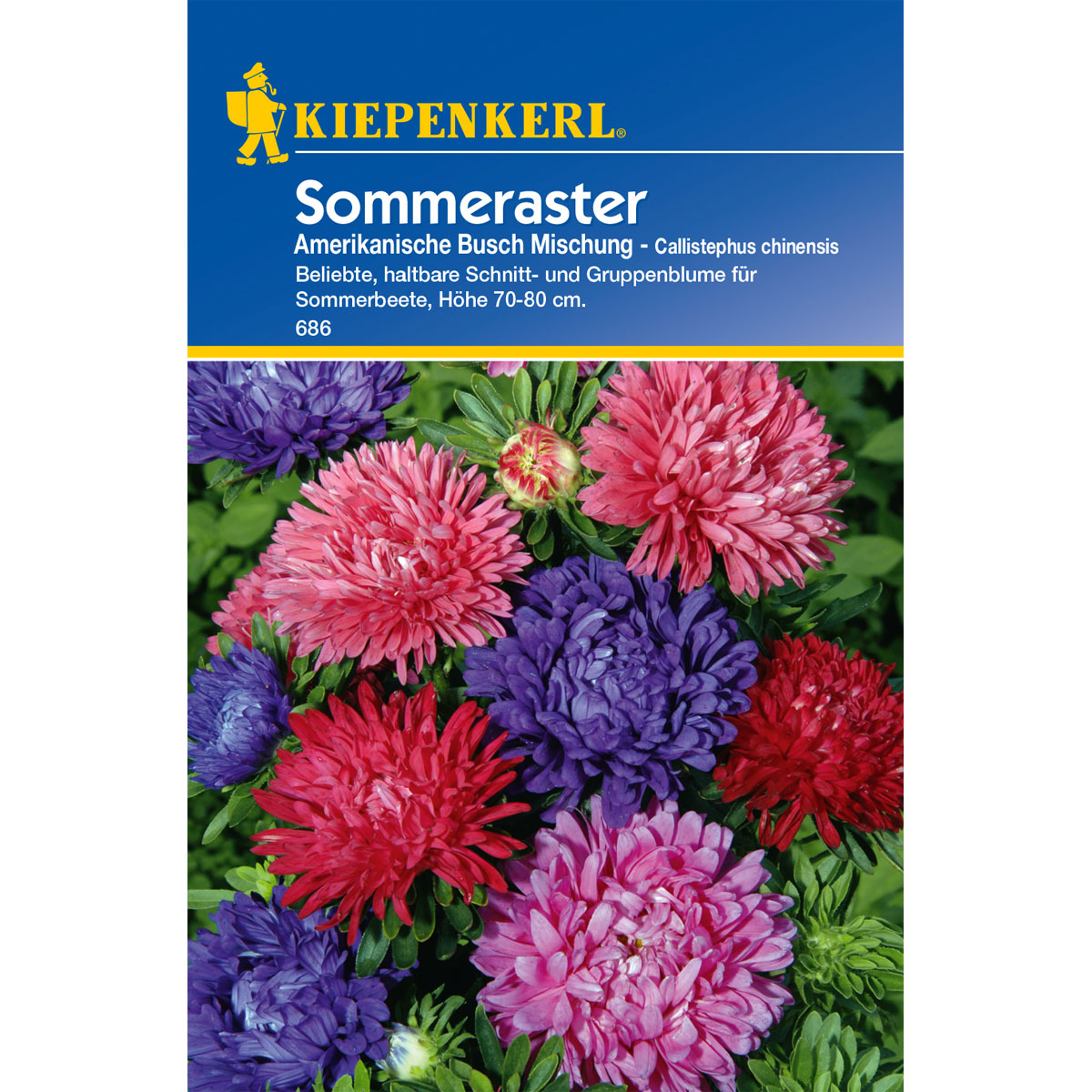 Kiepenkerl Sommeraster Amerikanischer Busch-Mix Bild 1