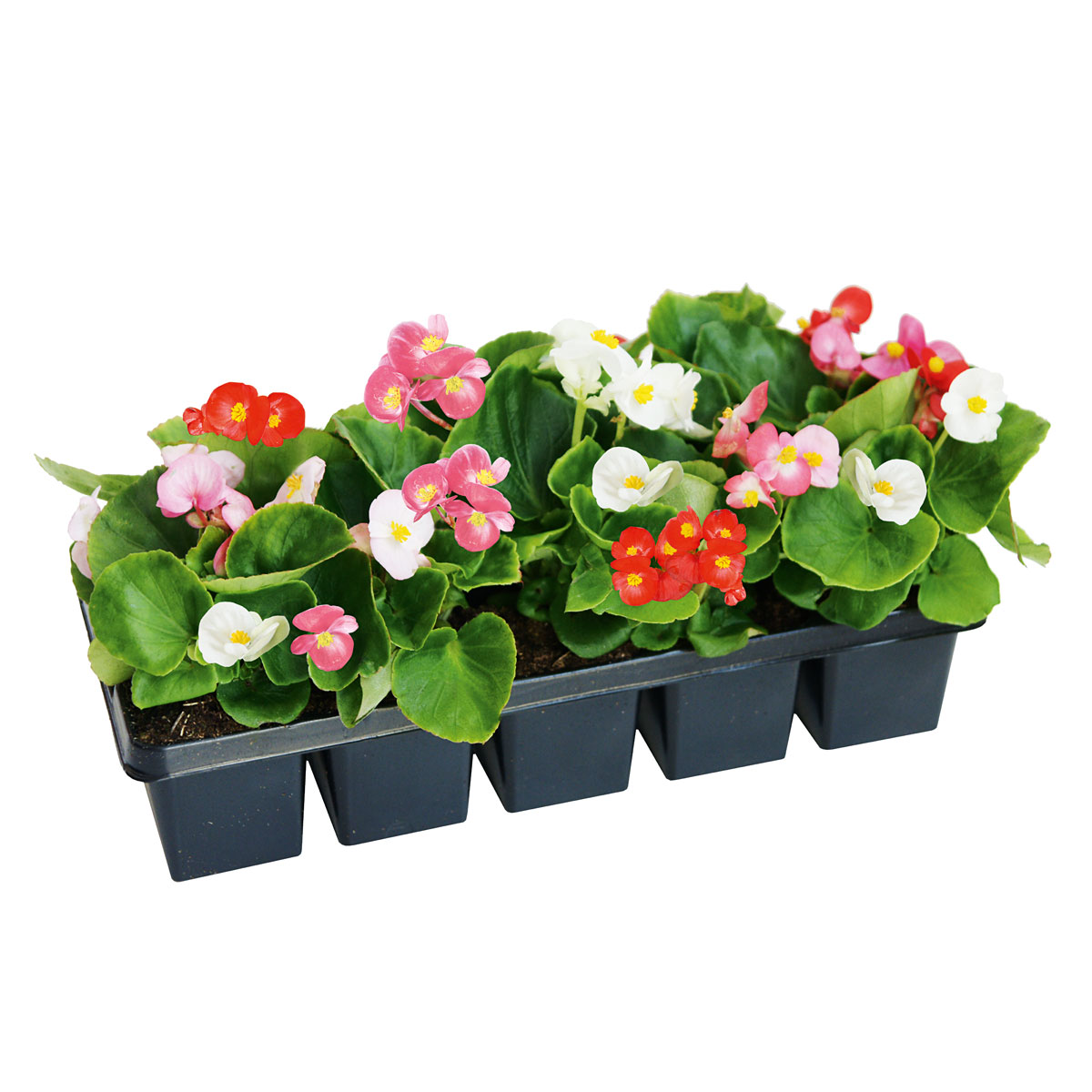 Plantiflor  Beet- und Balkonpflanzen Sommerblumen 10er-Pack Bild 2