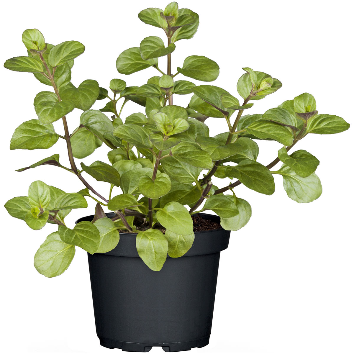 Plantiflor  Gourmetkräuter Orangenminze Topf Durchmesser 12 cm