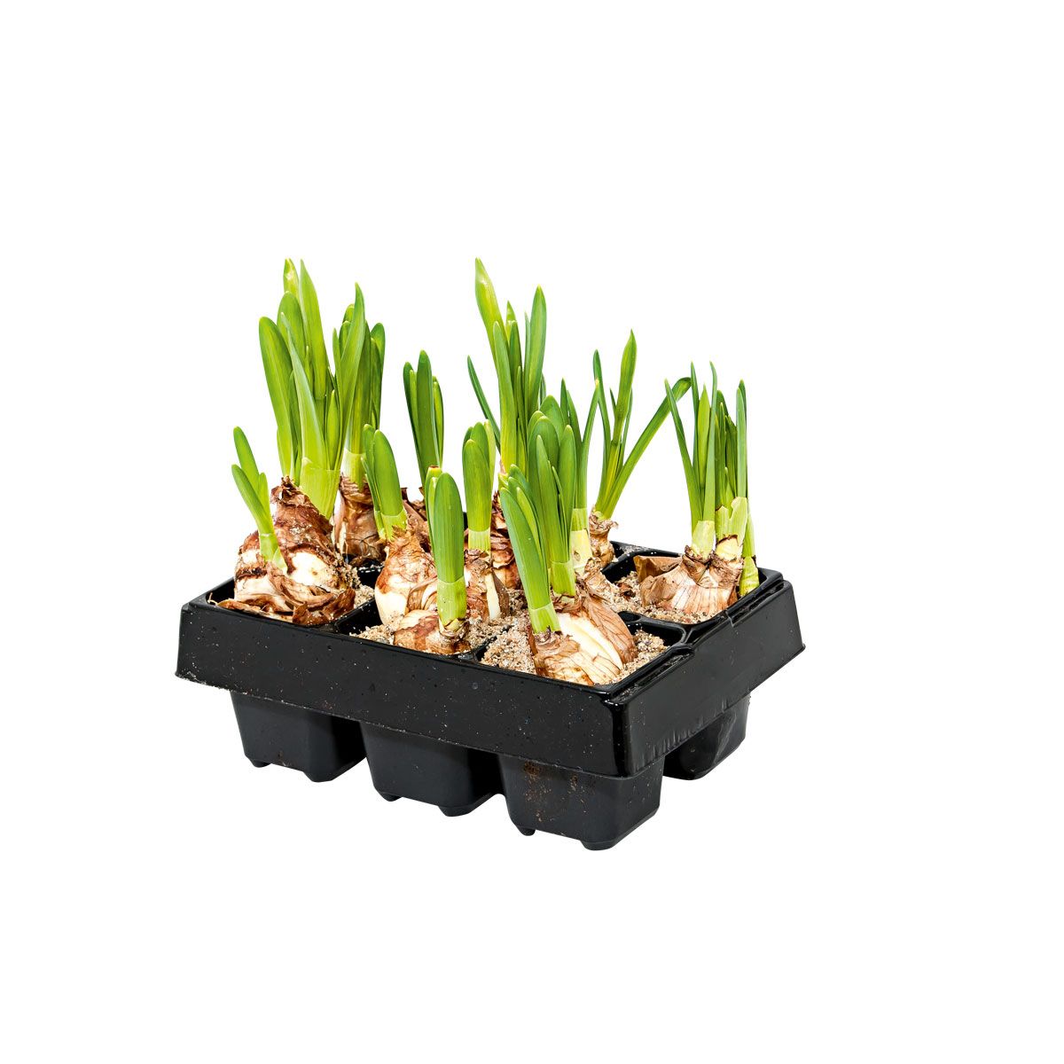 Plantiflor Blumenzwiebeln Narzisse Tete a Tete 6er Pack 547977